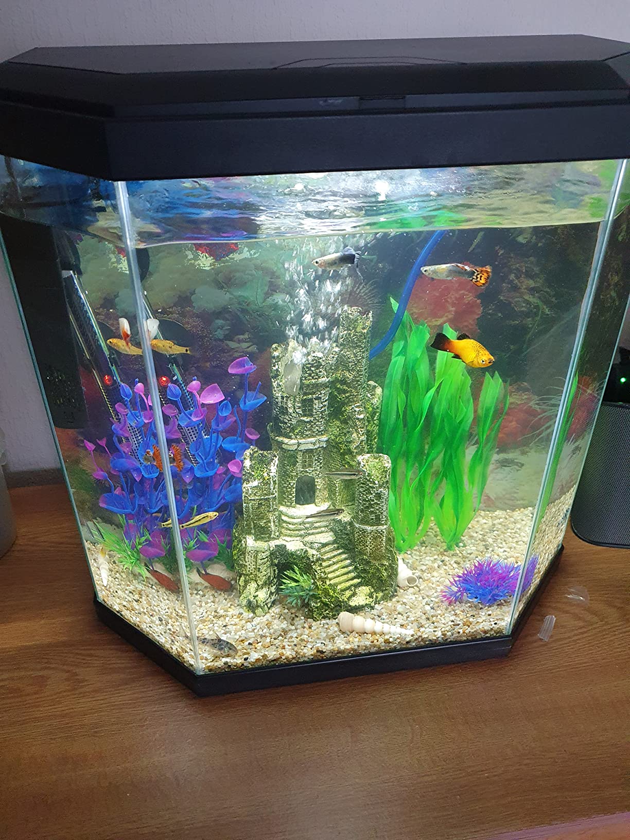 Evolution Aqua Pure Aquarium 50 Ball - PUREAQU250 - Image 6