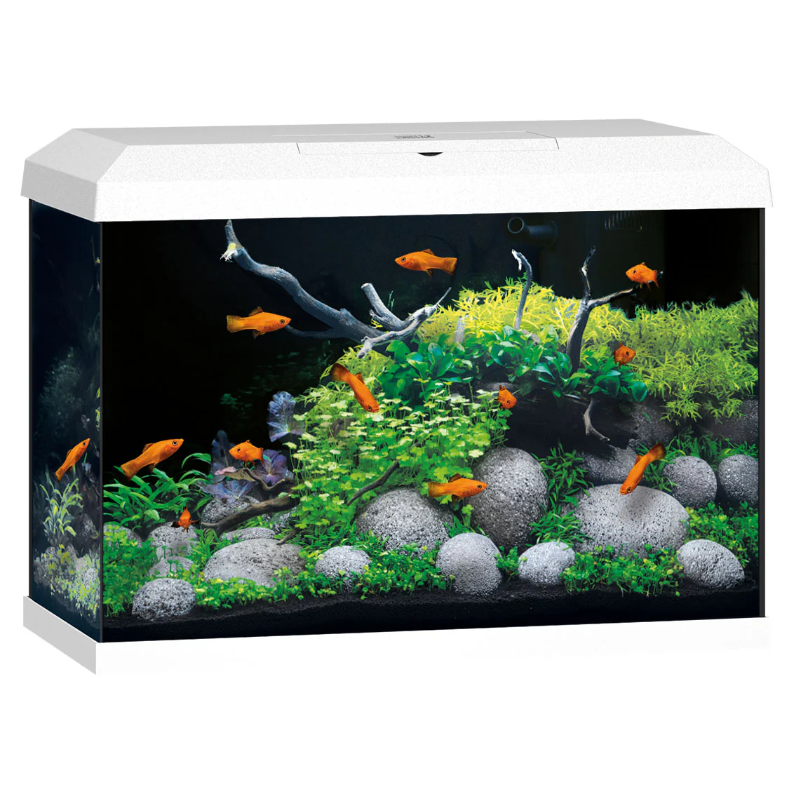 Juwel Primo 70 LED White Aquarium Setup - Image 5